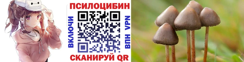 где купить наркотик  Фокино  Псилоцибиновые грибы GOLDEN TEACHER 